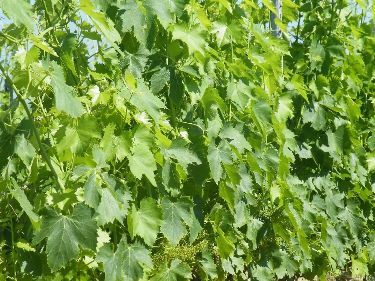 Alloggio per agriturismo Agriturismo Le Tre Pietre - Podere nel Chianti Quercegrossa Italia