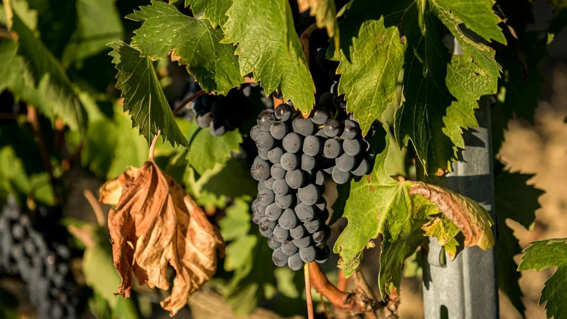 Agriturismo Le Tre Pietre - Podere Nel Chianti Quercegrossa 0*,  Ιταλία