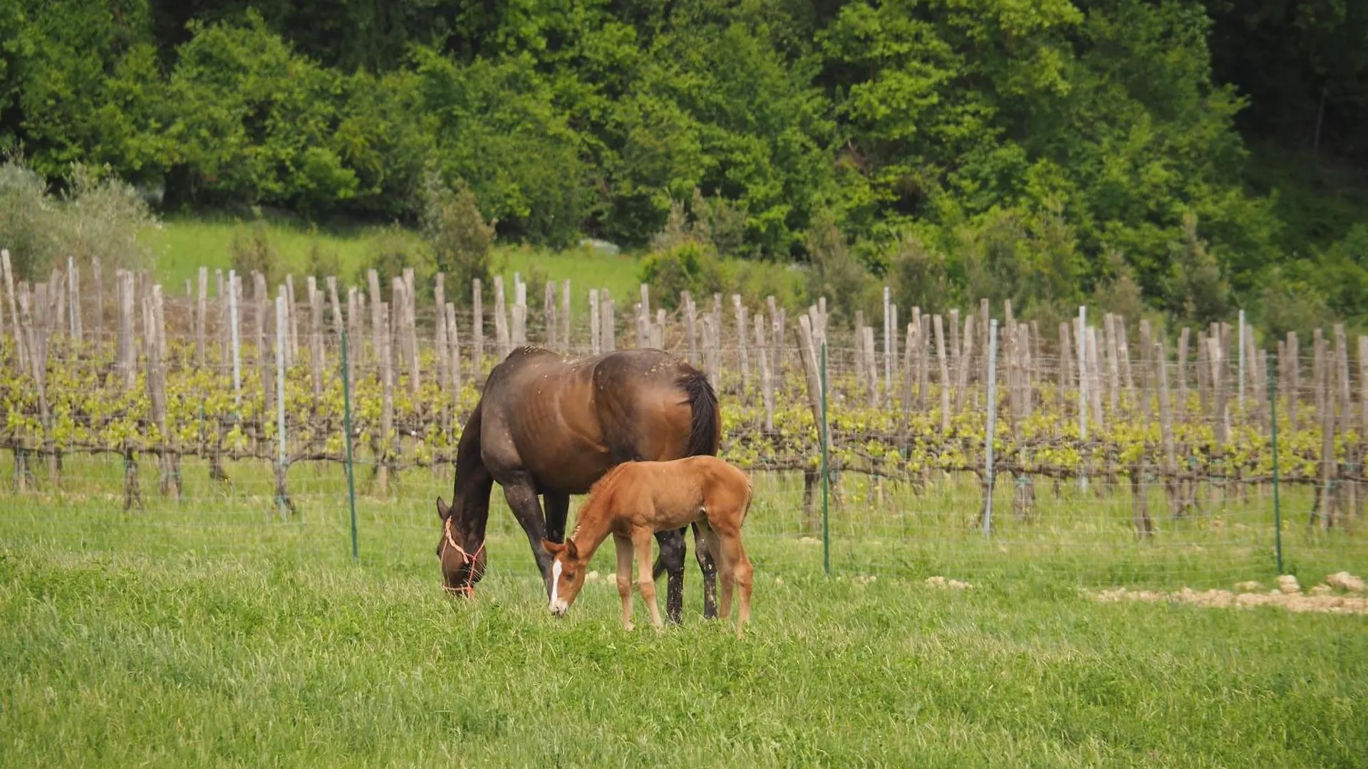 Agriturismo Le Tre Pietre - Podere Nel Chianti Quercegrossa Κατάλυμα σε φάρμα